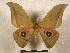  (Lobobunaea goodii bousqueti - PD-BC 2255)  @13 [ ] Copyright (2010) Unspecified Research Collection of Philippe Darge