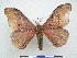  (Micragone moxicoensis - PD-BC 2732)  @14 [ ] Copyright (2010) Unspecified Research Collection of Philippe Darge