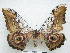  ( - PD-BC 2762)  @13 [ ] Copyright (2010) Unspecified Research Collection of Philippe Darge