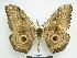  ( - PD-BC 2826)  @13 [ ] Copyright (2010) Unspecified Research Collection of Philippe Darge
