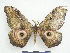  ( - PD-BC 2828)  @13 [ ] Copyright (2010) Unspecified Research Collection of Philippe Darge
