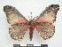  ( - PD-BC 2843)  @13 [ ] Copyright (2010) Unspecified Research Collection of Philippe Darge