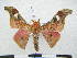  ( - PD-BC 2876)  @13 [ ] Copyright (2010) Unspecified Research Collection of Philippe Darge
