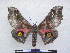  ( - PD-BC 2883)  @13 [ ] Copyright (2010) Unspecified Research Collection of Philippe Darge