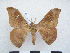  (Adafroptilum scheveni - PD-BC 2898)  @14 [ ] Copyright (2010) Unspecified Research Collection of Philippe Darge