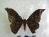  ( - PD-BC 2358)  @13 [ ] Copyright (2010) Unspecified Research Collection of Philippe Darge