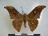  (Orthogonioptilum bouyeri - PD-BC 2413)  @14 [ ] Copyright (2010) Unspecified Research Collection of Philippe Darge