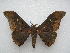  ( - PD-BC 2462)  @14 [ ] Copyright (2010) Unspecified Research Collection of Philippe Darge