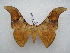  (Dogoia dimonica - PD-BC 2475)  @14 [ ] Copyright (2010) Unspecified Research Collection of Philippe Darge