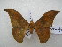  (Orthogonioptilum sejunctum - PD-BC 2516)  @14 [ ] Copyright (2010) Unspecified Research Collection of Philippe Darge
