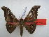  ( - PD-BC 2576)  @11 [ ] Copyright (2010) Unspecified Research Collection of Philippe Darge