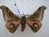  ( - PD-BC 2590)  @11 [ ] Copyright (2010) Unspecified Research Collection of Philippe Darge