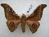  (Ludia obscura - PD-BC 2615)  @11 [ ] Copyright (2010) Unspecified Research Collection of Philippe Darge