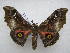  ( - PD-BC 2618)  @14 [ ] Copyright (2010) Unspecified Research Collection of Philippe Darge