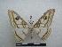  (Heniocha marnois - PD-BC-1356)  @15 [ ] Copyright (2010) Unspecified Research Collection of Philippe Darge