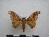  ( - PD-BC-1427)  @13 [ ] Copyright (2010) Unspecified Research Collection of Philippe Darge