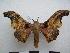  (Cyrtogone nyasae - PD-BC-1437)  @14 [ ] Copyright (2010) Unspecified Research Collection of Philippe Darge