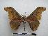  (Micragone amaniana - PD-BC-1392)  @15 [ ] Copyright (2010) Unspecified Research Collection of Philippe Darge