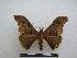  ( - PD-BC-1411)  @14 [ ] Copyright (2010) Unspecified Research Collection of Philippe Darge
