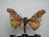  ( - PD-BC-1446)  @13 [ ] Copyright (2010) Unspecified Research Collection of Philippe Darge