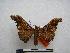  (Cyrtogone allardi - PD-BC-1460)  @14 [ ] Copyright (2010) Unspecified Research Collection of Philippe Darge