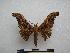  (Cyrtogone colettae - PD-BC-1461)  @14 [ ] Copyright (2010) Unspecified Research Collection of Philippe Darge