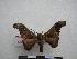  ( - PD-BC-1482)  @14 [ ] Copyright (2010) Unspecified Research Collection of Philippe Darge