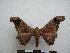  ( - PD-BC-1483)  @14 [ ] Copyright (2010) Unspecified Research Collection of Philippe Darge