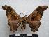  (Micragone nenia - PD-BC-1499)  @14 [ ] Copyright (2010) Unspecified Research Collection of Philippe Darge