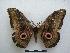  ( - PD-BC-1532)  @14 [ ] Copyright (2010) Unspecified Research Collection of Philippe Darge