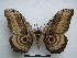  ( - PD-BC-1556)  @14 [ ] Copyright (2010) Unspecified Research Collection of Philippe Darge
