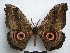  ( - PD-BC-1559)  @15 [ ] Copyright (2010) Unspecified Research Collection of Philippe Darge