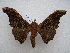  ( - PD-BC 2637)  @13 [ ] Copyright (2010) Unspecified Research Collection of Philippe Darge