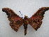  (Cyrtogone loutemboensis - PD-BC 2640)  @14 [ ] Copyright (2010) Unspecified Research Collection of Philippe Darge