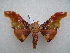  ( - PD-BC 2651)  @13 [ ] Copyright (2010) Unspecified Research Collection of Philippe Darge