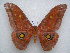  ( - PD-BC 2661)  @14 [ ] Copyright (2010) Unspecified Research Collection of Philippe Darge