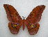 ( - PD-BC 2668)  @14 [ ] Copyright (2010) Unspecified Research Collection of Philippe Darge