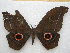  ( - PD-BC 2689)  @13 [ ] Copyright (2010) Unspecified Research Collection of Philippe Darge
