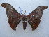  ( - PD-BC 2697)  @13 [ ] Copyright (2010) Unspecified Research Collection of Philippe Darge