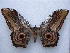 ( - PD-BC 2704)  @13 [ ] Copyright (2010) Unspecified Research Collection of Philippe Darge