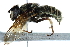  ( - BIOUG22387-B11)  @13 [ ] CreativeCommons - Attribution (2016) CBG Photography Group Centre for Biodiversity Genomics