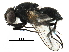  (Hydrotaea basdeni - BIOUG22432-C11)  @14 [ ] CreativeCommons - Attribution (2016) CBG Photography Group Centre for Biodiversity Genomics