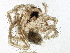  ( - BIOUG06316-A02)  @13 [ ] CreativeCommons - Attribution (2014) CBG Photography Group Centre for Biodiversity Genomics