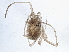  ( - BIOUG06316-F11)  @13 [ ] CreativeCommons - Attribution (2014) CBG Photography Group Centre for Biodiversity Genomics