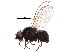  (Agromyza nigripes - BIOUG06725-A08)  @13 [ ] CreativeCommons - Attribution (2015) CBG Photography Group Centre for Biodiversity Genomics