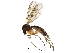  (Mycetophila ocellus - BIOUG23031-C01)  @15 [ ] CreativeCommons - Attribution (2015) CBG Photography Group Centre for Biodiversity Genomics
