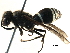  ( - BIOUG04656-F04)  @13 [ ] CreativeCommons - Attribution (2016) CBG Photography Group Centre for Biodiversity Genomics
