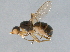  (Themira notmani - BIOUG04821-A06)  @13 [ ] CreativeCommons - Attribution (2014) CBG Photography Group Centre for Biodiversity Genomics