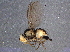 ( - BIOUG05094-B06)  @13 [ ] CreativeCommons - Attribution (2014) CBG Photography Group Centre for Biodiversity Genomics