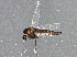  (Camptocladius - BIOUG05170-A04)  @13 [ ] CreativeCommons - Attribution (2014) CBG Photography Group Centre for Biodiversity Genomics